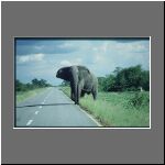 97botswana_kalahari_elefants60.JPG