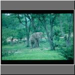 97zimbabwe_elefants15.jpg