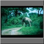 97zimbabwe_elefants16.jpg