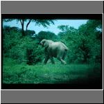 97zimbabwe_elefants18.jpg