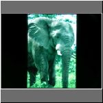 97zimbabwe_elefants21.jpg