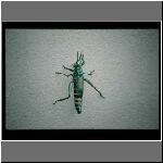 97zimbabwe_victoria_falls_zambesi14_insect.jpg